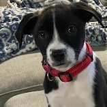 Team Page: Team Harrington